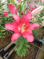 [4604 VZ W08 0535-01 Ripasso No02.JPG]